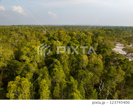 White samet or cajuput trees in wetlands forest at koh prathong island,Phang nga Thailand,Greenery botanic forest,Drone wide angle lens White samet or cajuput trees in wetlands forest at koh prathong island,Phang nga Thailand,Greenery botanic forest,Drone wide angle lens 123745400