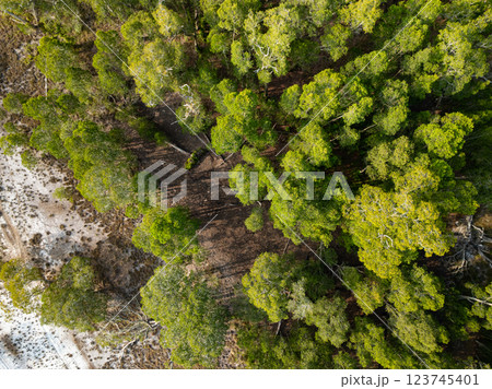 White samet or cajuput trees in wetlands forest at koh prathong island,Phang nga Thailand,Greenery botanic forest,Drone wide angle lens White samet or cajuput trees in wetlands forest at koh prathong island,Phang nga Thailand,Greenery botanic forest,Drone wide angle lens 123745401