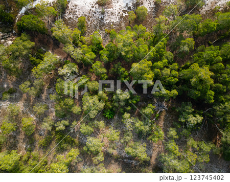 White samet or cajuput trees in wetlands forest at koh prathong island,Phang nga Thailand,Greenery botanic forest,Drone wide angle lens White samet or cajuput trees in wetlands forest at koh prathong island,Phang nga Thailand,Greenery botanic forest,Drone wide angle lens 123745402
