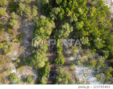 White samet or cajuput trees in wetlands forest at koh prathong island,Phang nga Thailand,Greenery botanic forest,Drone wide angle lens White samet or cajuput trees in wetlands forest at koh prathong island,Phang nga Thailand,Greenery botanic forest,Drone wide angle lens 123745403