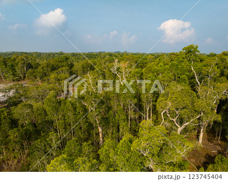 White samet or cajuput trees in wetlands forest at koh prathong island,Phang nga Thailand,Greenery botanic forest,Drone wide angle lens White samet or cajuput trees in wetlands forest at koh prathong island,Phang nga Thailand,Greenery botanic forest,Drone wide angle lens 123745404