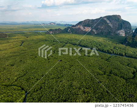 Amazing abundant mangrove forest,Aerial view of forest trees Rainforest ecosystem and healthy environment background,Texture of green trees forest top down,High angle view Amazing abundant mangrove forest,Aerial view of forest trees Rainforest ecosystem and healthy environment background,Texture of green trees forest top down,High angle view 123745436