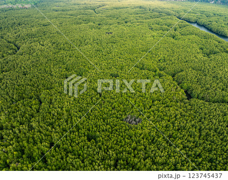 Amazing abundant mangrove forest,Aerial view of forest trees Rainforest ecosystem and healthy environment background,Texture of green trees forest top down,High angle view Amazing abundant mangrove forest,Aerial view of forest trees Rainforest ecosystem and healthy environment background,Texture of green trees forest top down,High angle view 123745437