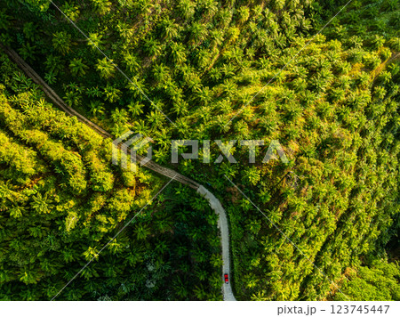 Row of palm tree plantation garden on high mountains in phang nga thailand,Aerial view drone high angle view with a wide angle lens palm trees plantation 123745447
