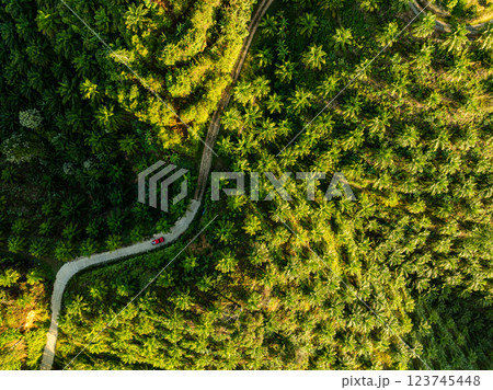 Row of palm tree plantation garden on high mountains in phang nga thailand,Aerial view drone high angle view with a wide angle lens palm trees plantation 123745448