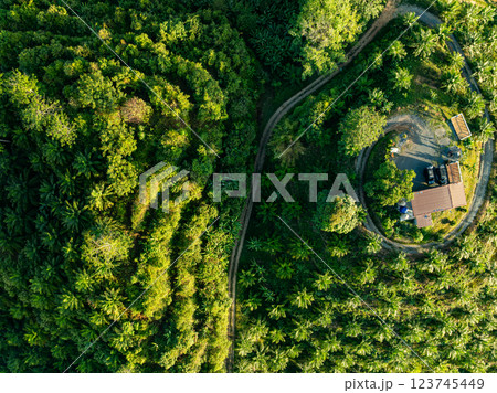 Row of palm tree plantation garden on high mountains in phang nga thailand,Aerial view drone high angle view with a wide angle lens palm trees plantation 123745449