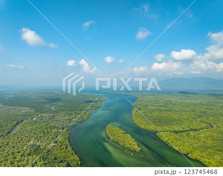 White samet or cajuput trees in wetlands forest at koh prathong island,Phang nga Thailand,Greenery botanic forest,Drone wide angle lens 123745468