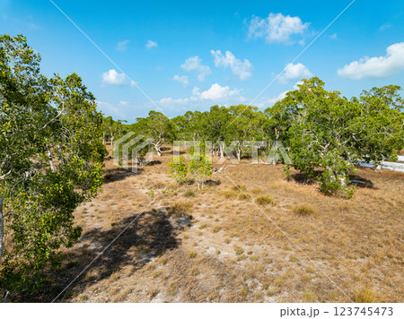 White samet or cajuput trees in wetlands forest at koh prathong island,Phang nga Thailand,Greenery botanic forest,Drone wide angle lens White samet or cajuput trees in wetlands forest at koh prathong island,Phang nga Thailand,Greenery botanic forest,Drone wide angle lens 123745473