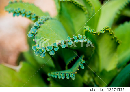 Beautiful macro shots of prickly cactus. Background and textures Beautiful macro shots of prickly cactus. Background and textures 123745554