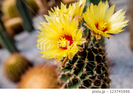 Collection beautiful prickly cacti in the greenhouse 123745898