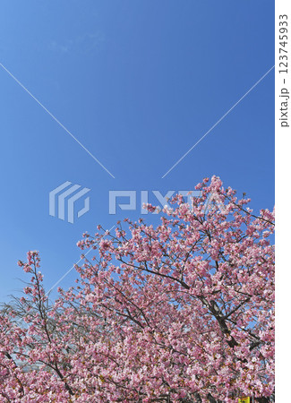松田町の河津桜 123745933