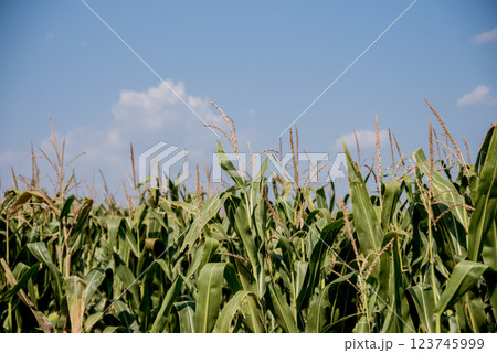 A big green field of corn and summer blue sky. 123745999
