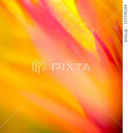 Abstract colored background close up. Macro flowers and petals 123746104