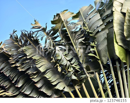 A tall palm tree stands majestically against a vast blue sky in the background 123746155