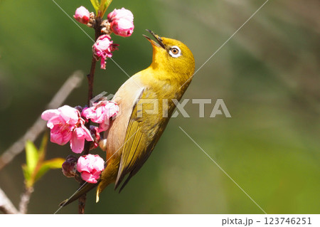 ハナモモの花を吸蜜行動中のメジロ 123746251