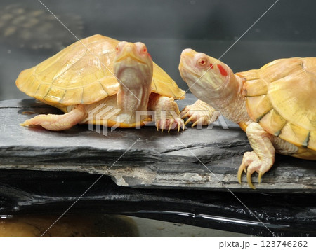 A cute turtle enjoys its time at the wonderful aquatic habitat environment around it 123746262