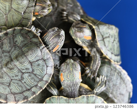 A cute turtle enjoys its time at the wonderful aquatic habitat environment around it 123746386