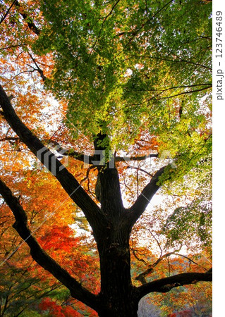紅葉した木 紅葉した木 123746489