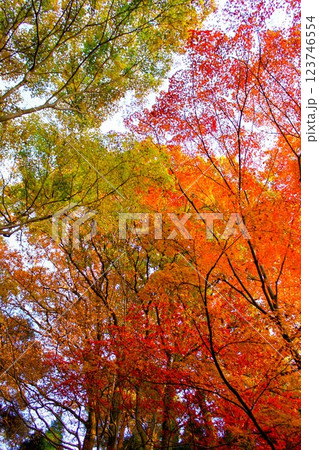 秋の色に染まったモミジ 123746554