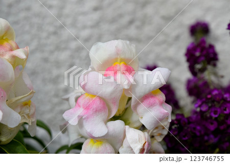 キンギョソウ キンギョソウ 123746755