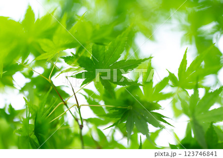 新緑 もみじ 初夏 新緑 もみじ 初夏 123746841