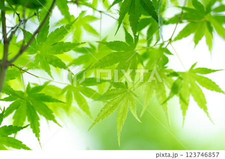 新緑　もみじ　初夏 123746857