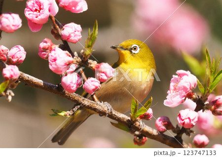 メジロとハナモモの花 123747133