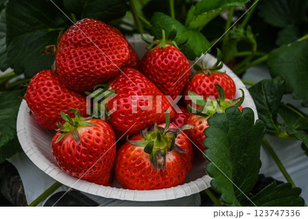 いちご狩り さぬきひめ イチゴ山盛り 小豆島 いちご狩り さぬきひめ イチゴ山盛り 小豆島 123747336