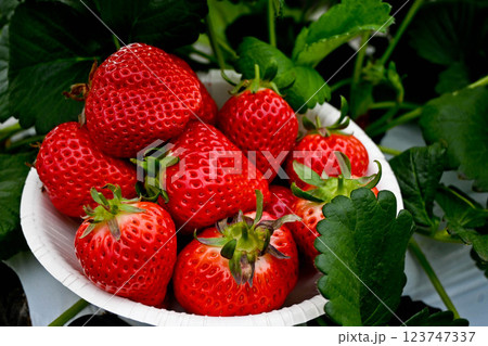いちご狩り さぬきひめ イチゴ山盛り 小豆島 いちご狩り さぬきひめ イチゴ山盛り 小豆島 123747337