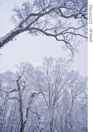 オロフレ峠（冬） 123747362