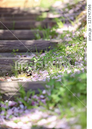 公園の階段の隅に落ちている桜の花びらと雑草 123747366
