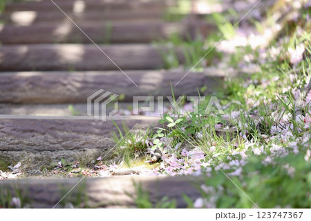 公園の階段の隅に落ちている桜の花びらと雑草 123747367