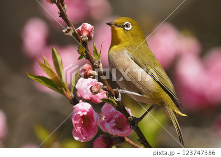 メジロとハナモモの花 123747386