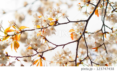 今年も桜満開、つまりはお花見、宴会!! 今年も桜満開、つまりはお花見、宴会!! 123747438