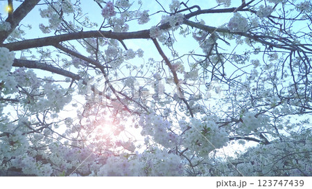 今年も桜満開、つまりはお花見、宴会!! 今年も桜満開、つまりはお花見、宴会!! 123747439