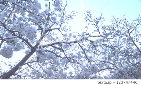 今年も桜満開、つまりはお花見、宴会!! 今年も桜満開、つまりはお花見、宴会!! 123747440