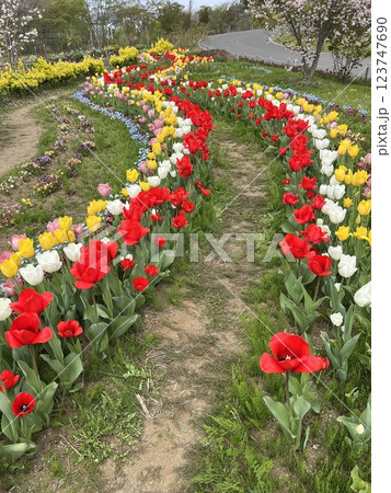 公園のチューリップの小路 公園のチューリップの小路 123747690