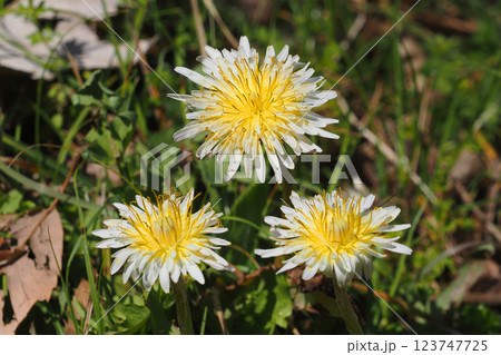 シロバナタンポポの花 123747725