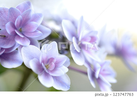 初夏の花 紫陽花 初夏の花 紫陽花 123747763