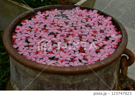 花びら浮かぶ 花びら浮かぶ 123747823