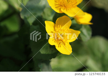 Marsh marigold flower. Close up of flower of this yellow plant in the buttercup family also known as kingcup Marsh marigold flower. Close up of flower of this yellow plant in the buttercup family also known as kingcup 123748133