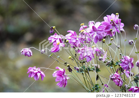 晩秋のピンクの秋明菊（シュウメイギク） 123748137