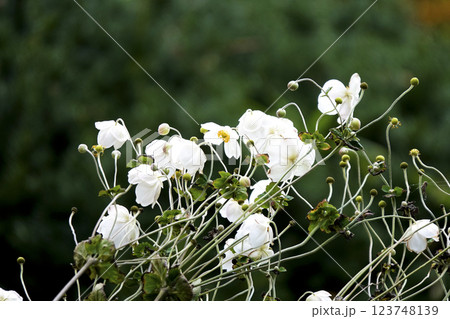 晩秋の白い秋明菊(シュウメイギク) 晩秋の白い秋明菊(シュウメイギク) 123748139