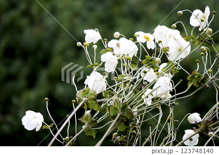 晩秋の白い秋明菊（シュウメイギク） 123748140