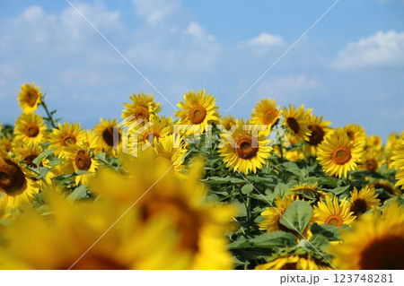大牟田市 ひまわり畑、 大牟田市 ひまわり畑、 123748281