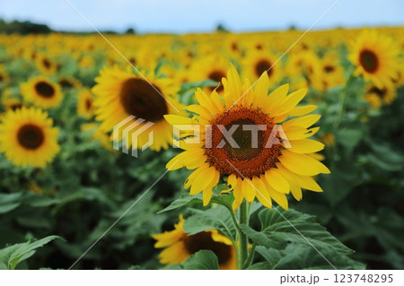大牟田市 ひまわり畑、 大牟田市 ひまわり畑、 123748295