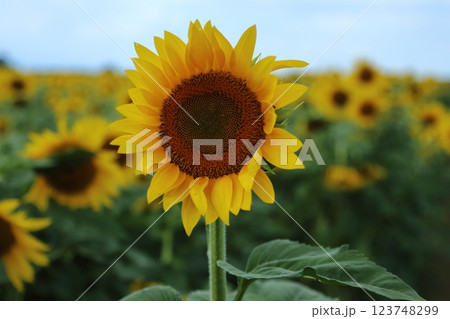 大牟田市 ひまわり畑、 大牟田市 ひまわり畑、 123748299