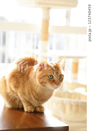 猫ちゃん親子の日常風景 123748459