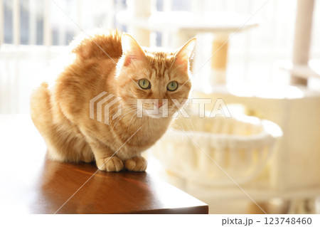 猫ちゃん親子の日常風景 123748460