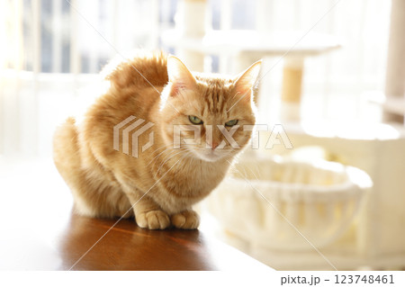 猫ちゃん親子の日常風景 123748461